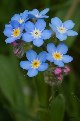 [florNoMeOlvides[2].jpg]