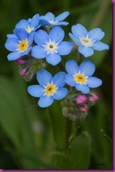 florNoMeOlvides