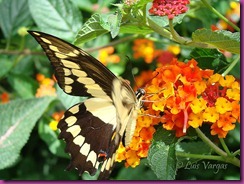 marisopla y lantana