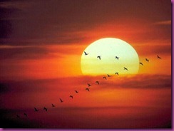Ocaso_Pajaros