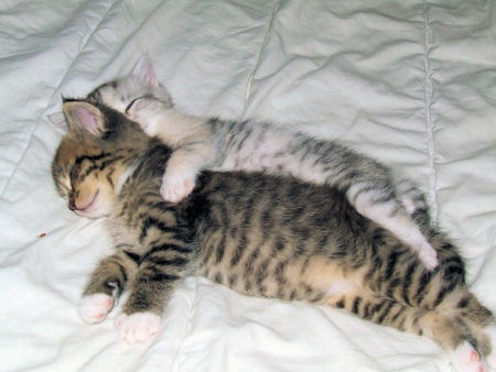 [catscuddling[4].jpg]