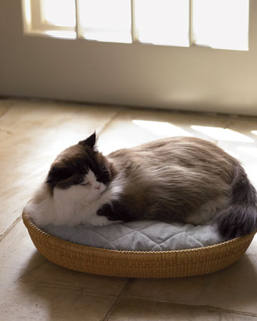 This oval Nantucket basket makes the perfect cat bed. (Martha Stewart Living)