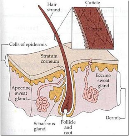 follicle1 follicle1