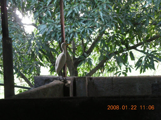 White Egret Farm