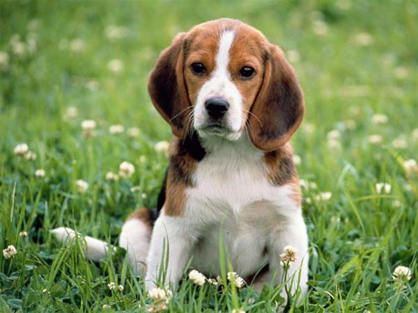 [beagle-dog[3].jpg]