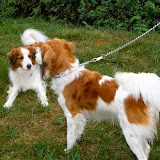 Bianca and Hamlet