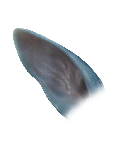 http://lh6.ggpht.com/_cLtYIpb2eCg/TOK-zUwyLwI/AAAAAAAACR0/1H5Z1CMsbKA/OrelhasByTainara.png