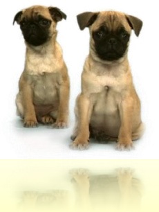 pugs pugs