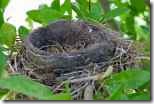 empty nest