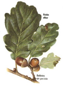 roble albar