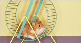 hamster-on-a-wheel