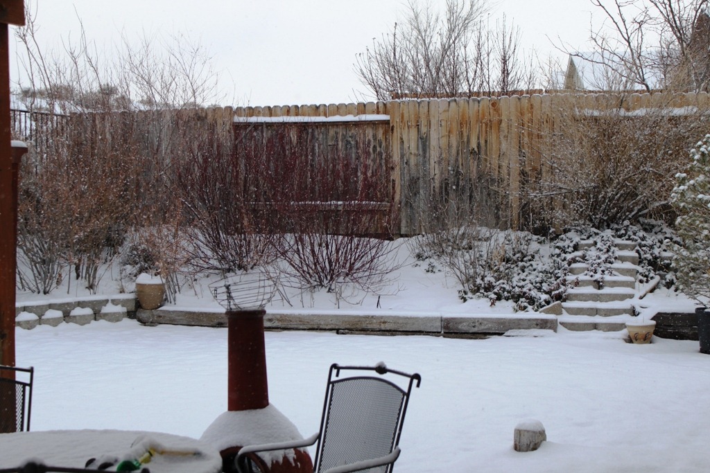 [snow 1_1_11 (1)[4].jpg]
