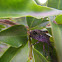 Bark Stink Bug Nymph