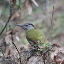 Grey-headed Woodpecker