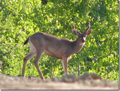 deer in park 208