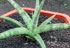 Sansevieria Tom Grumbley