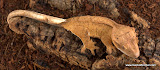 Orange Reverse
Female? 14 grams
$125.00
