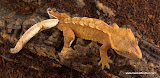 Orange Fire/tiger
Female? 14 grams
Price: $150.00