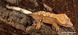 Orange Fire
Male 15 grams
Price: $100.00