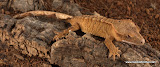 orange tiger
female 11 grams
Price $125.00