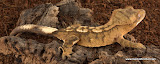 orange brindle?
female? 17 grams
Price $150.00