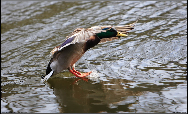 IMAGE: http://lh6.ggpht.com/_cYmfRMewE4Q/R_cMoFm60hI/AAAAAAAADQI/ba16YqFipTc/s800/nEO_IMG_JD6D0186.jpg