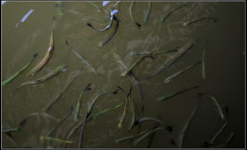 IMAGE: http://lh6.ggpht.com/_cYmfRMewE4Q/SGUKDo5Sk4I/AAAAAAAAD20/afH5hiM-RL8/s800/100_1778.JPG