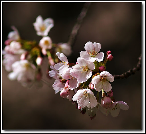 IMAGE: http://lh6.ggpht.com/_cYmfRMewE4Q/SdmUrmkS7kI/AAAAAAAAKr8/qsIbi7TZTCo/s512/IMG_0826.JPG