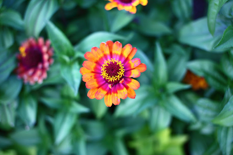 IMAGE: http://lh6.ggpht.com/_cYmfRMewE4Q/Sm7t2dnaH4I/AAAAAAAAMnc/Jlw1oRBkp30/s800/IMG_4116.JPG