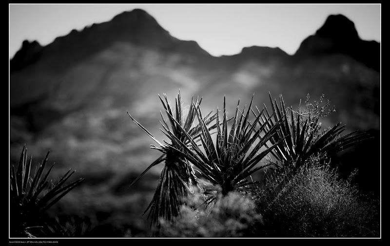 IMAGE: http://lh6.ggpht.com/_cYmfRMewE4Q/StlWyUOnvlI/AAAAAAAANFI/uMC4o4QUh_A/s800/IMG_4473%20BW.jpg