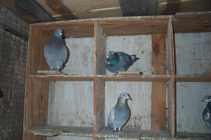 Pigeon+Nest+Boxes+and+Perches Pigeon Nest Boxes and Perches http://www.backyardchickens.com/t/284022 ...