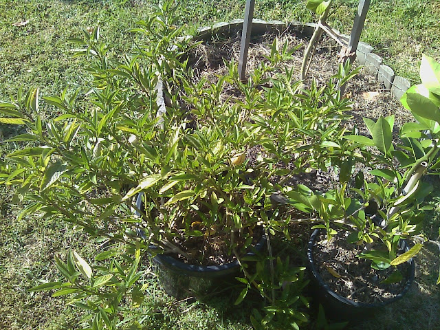 pepino gold this pepino is growing with coffee grounds