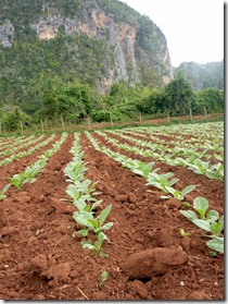 P1010464