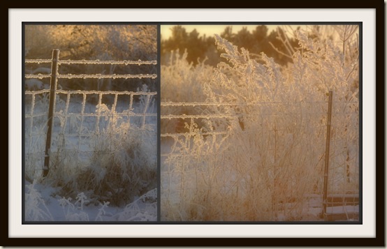 Frosty Fences 1-21-11