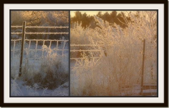 Frosty Fences 1-21-11 Frosty Fences 1-21-11