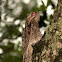 Common potoo