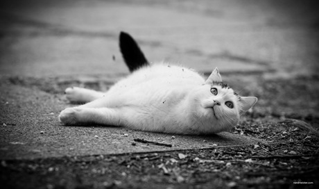 IMG_20100502_152128_3842