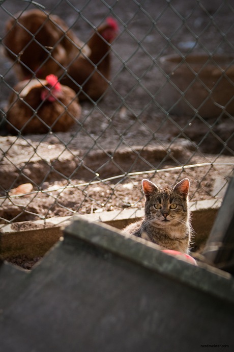 IMG_20090411_151326_6669