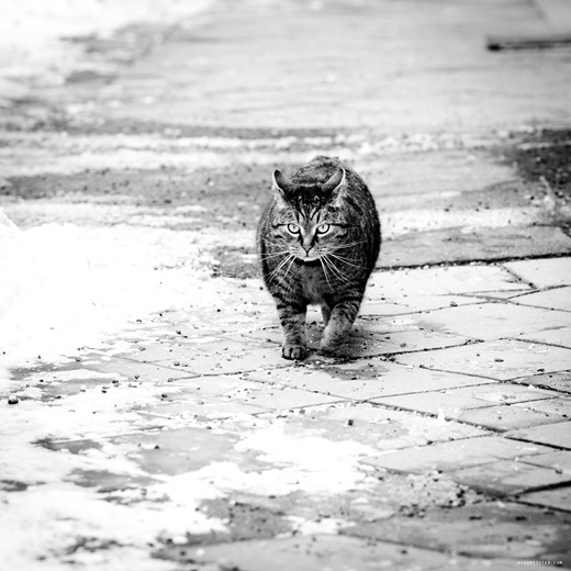 IMG_20100216_160214_8371