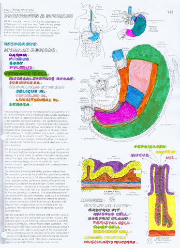 Human Body Coloring Sheets Human Body Coloring Sheets