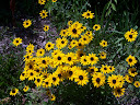 susans