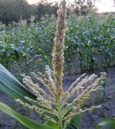 corn tassel