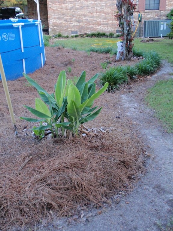 [banana trees by pool[5].jpg]