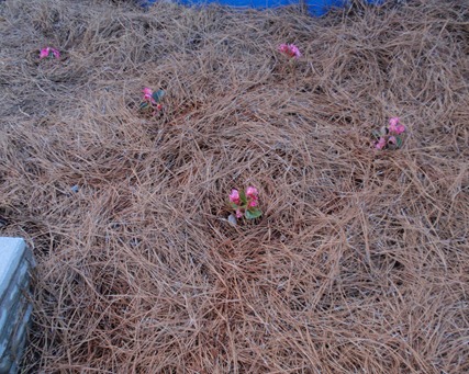 plants around pool