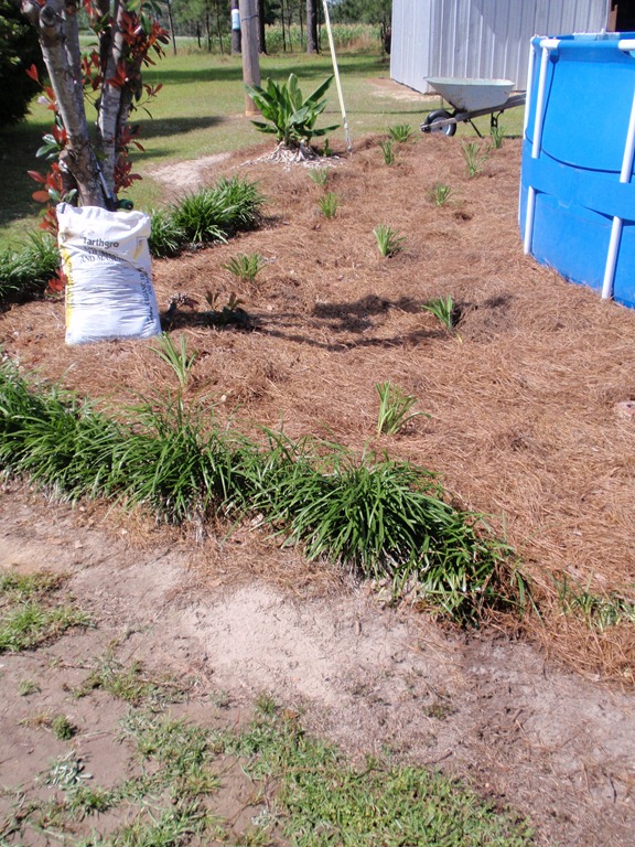 [day lilies planted[5].jpg]