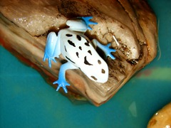 frogs (2)