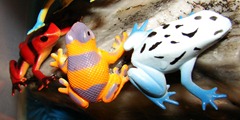 frogs (8)