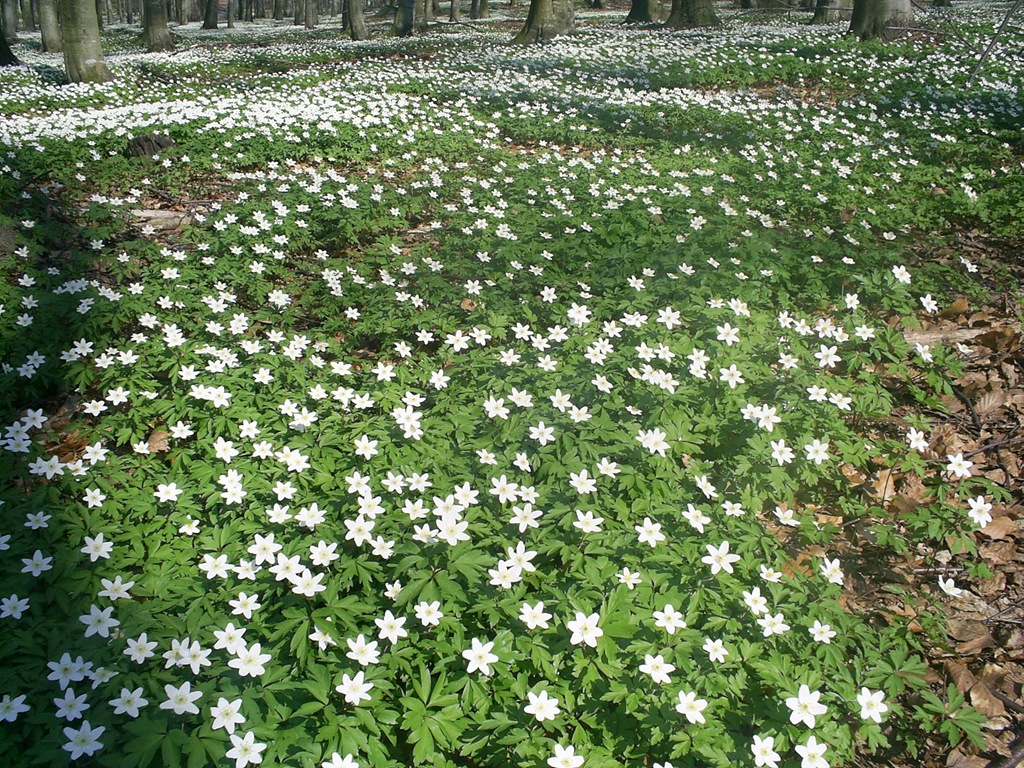 [Bøkeskogen_7_mai 019[4].jpg]