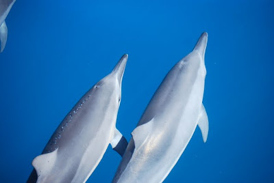 Spinner dolphins swimming by the raft on a Na Pali Riders raft tour in Kauai.