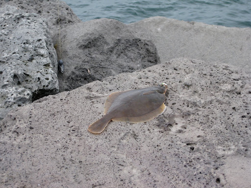 dab flatfish